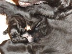 Darcy reuen 26 juni 2011